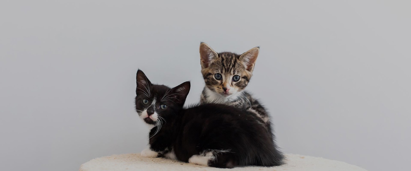 Cats Protection St Neots, Huntingdon and St Ives Branch
